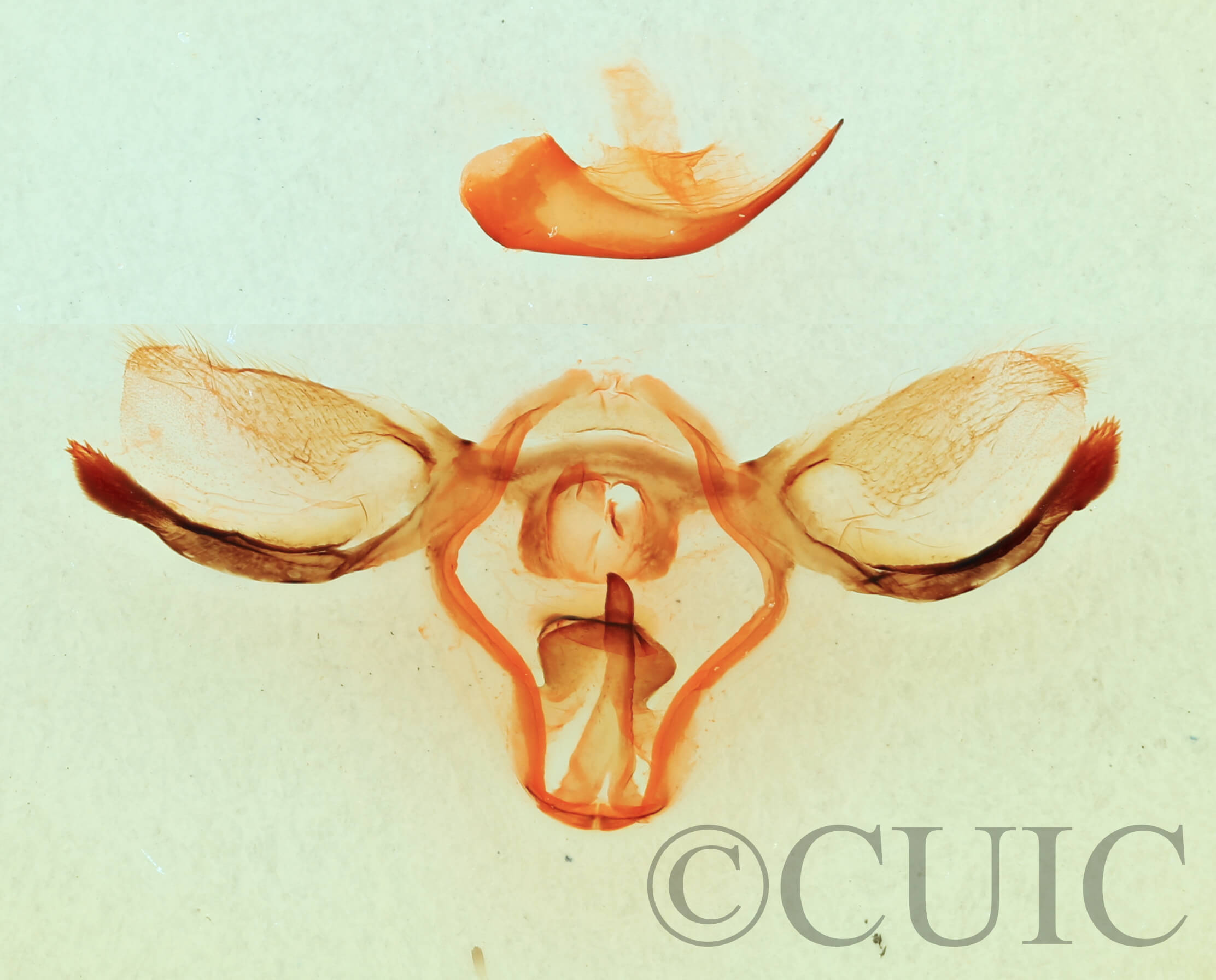 genitalia view of adult Furcula borealis