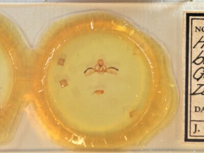 slide view of adult Furcula borealis