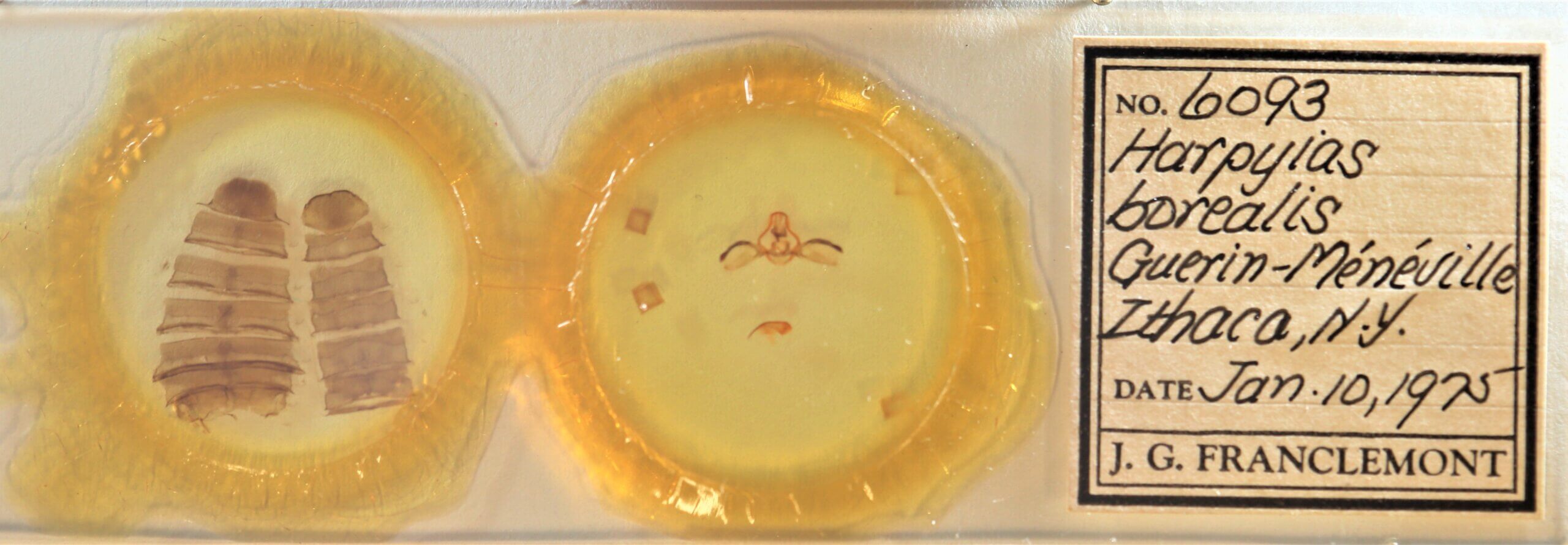 slide view of adult Furcula borealis