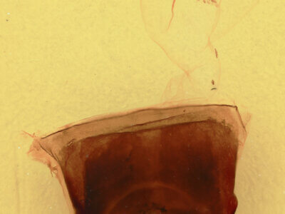 genitalia view of adult Furcula occidentalis