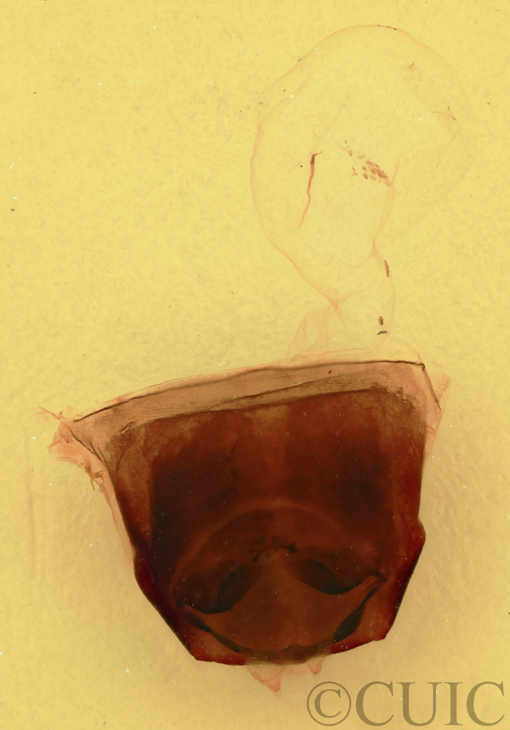 genitalia view of adult Furcula occidentalis