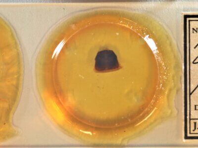 slide view of adult Furcula occidentalis