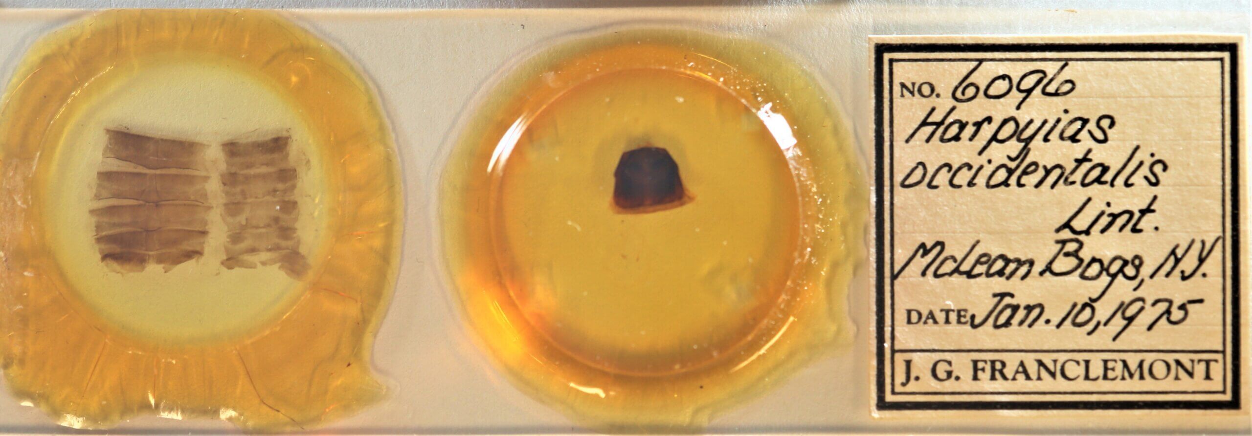 slide view of adult Furcula occidentalis