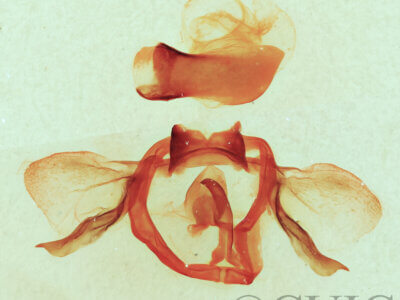 genitalia view of adult Furcula cinerea