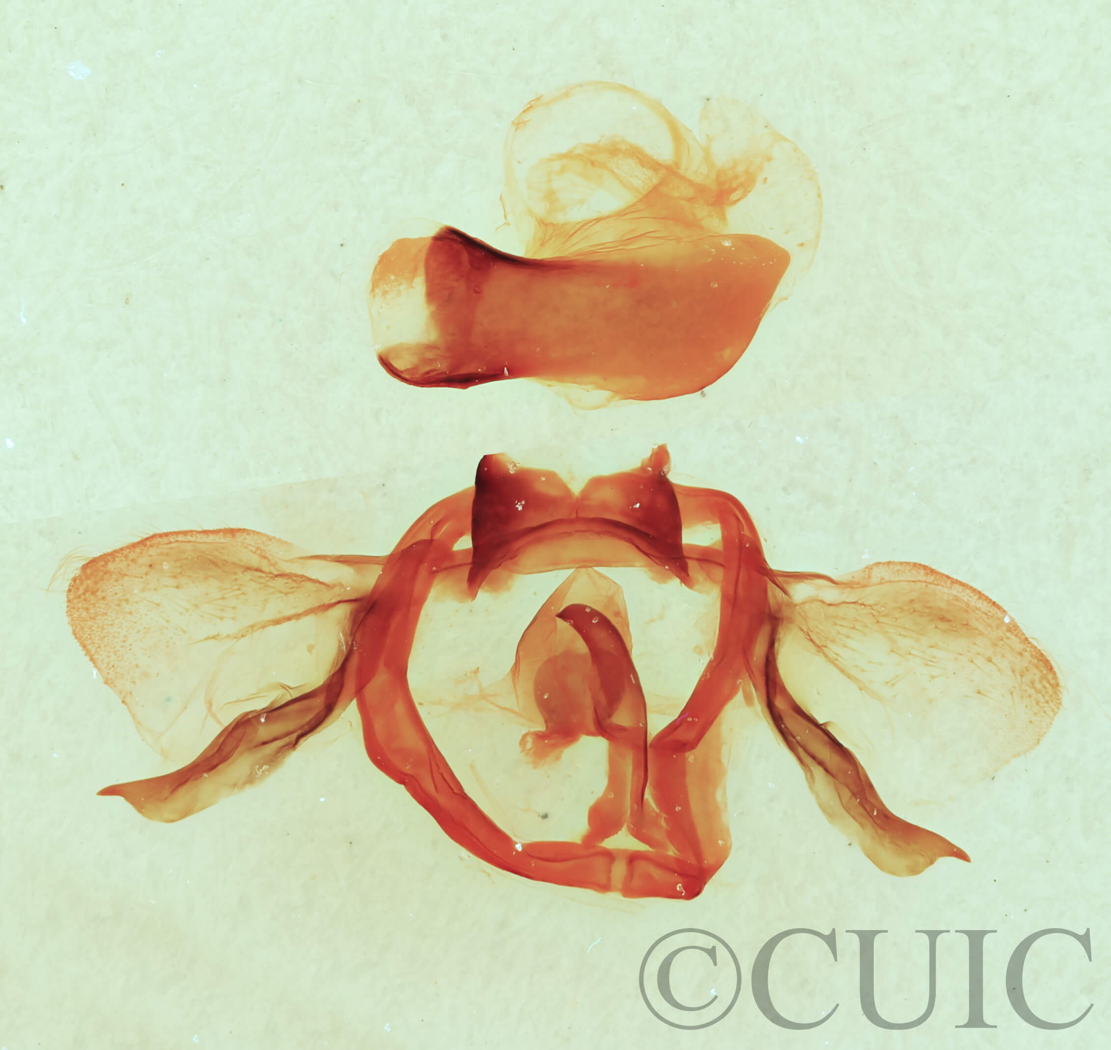 genitalia view of adult Furcula cinerea