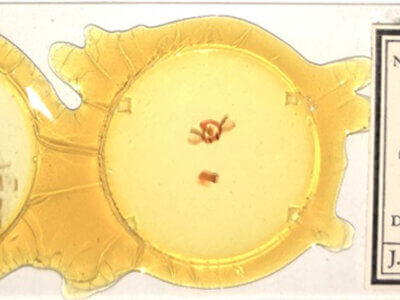 slide view of adult Furcula cinerea