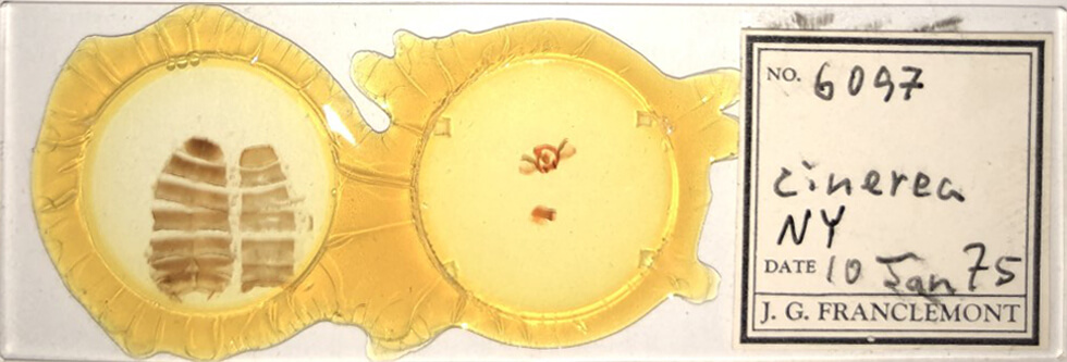 slide view of adult Furcula cinerea