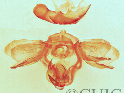 genitalia view of adult Furcula scolopendrina