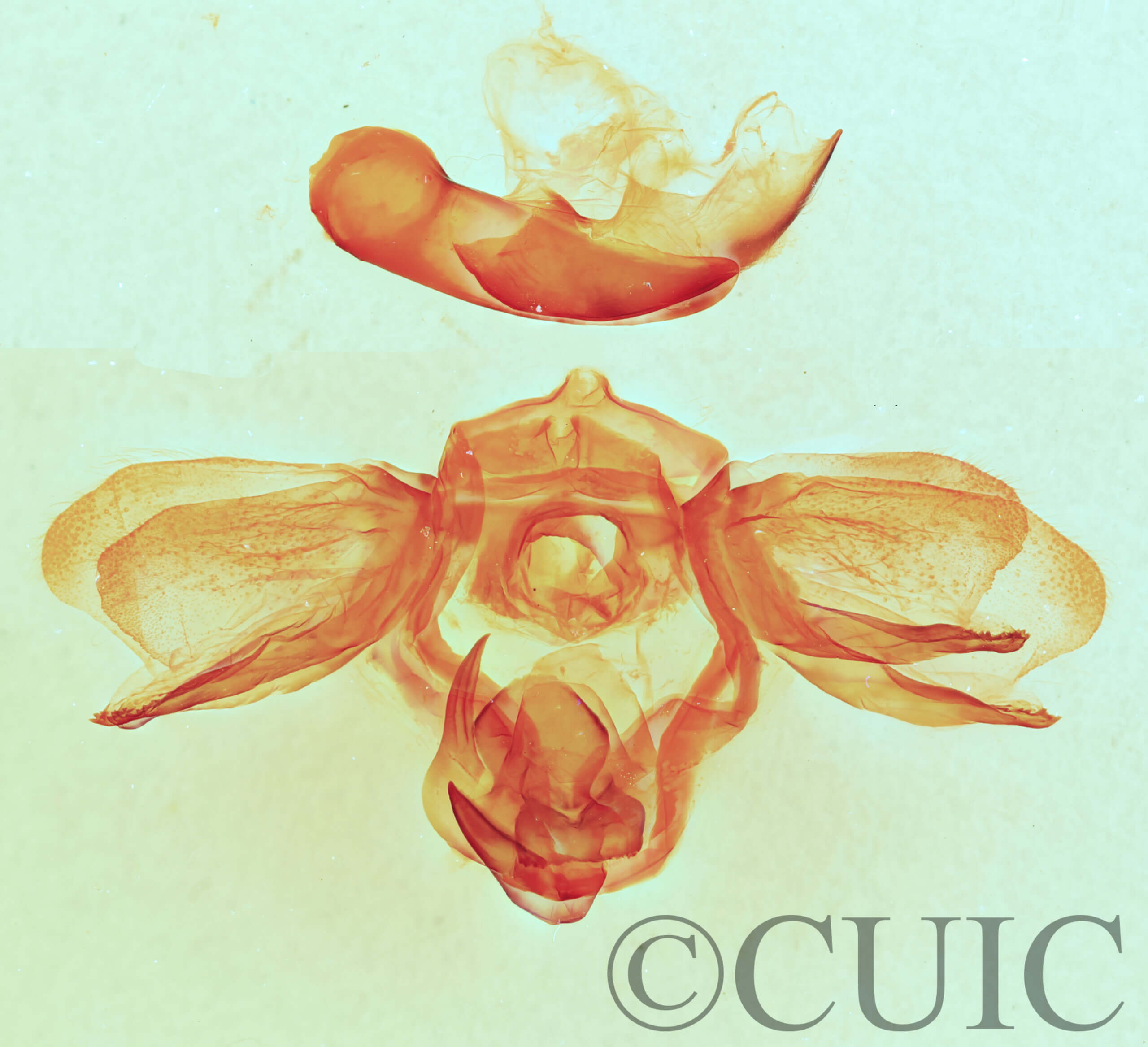 genitalia view of adult Furcula scolopendrina