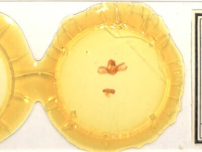 slide view of adult Furcula scolopendrina