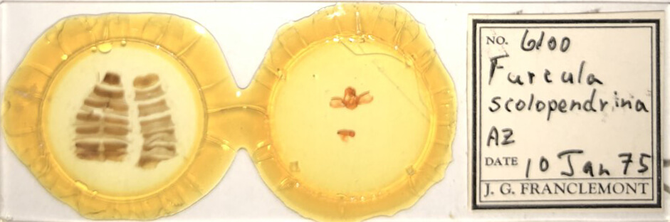 slide view of adult Furcula scolopendrina