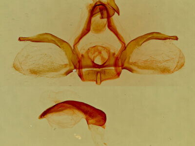 genitalia view of adult Furcula scolopendrina