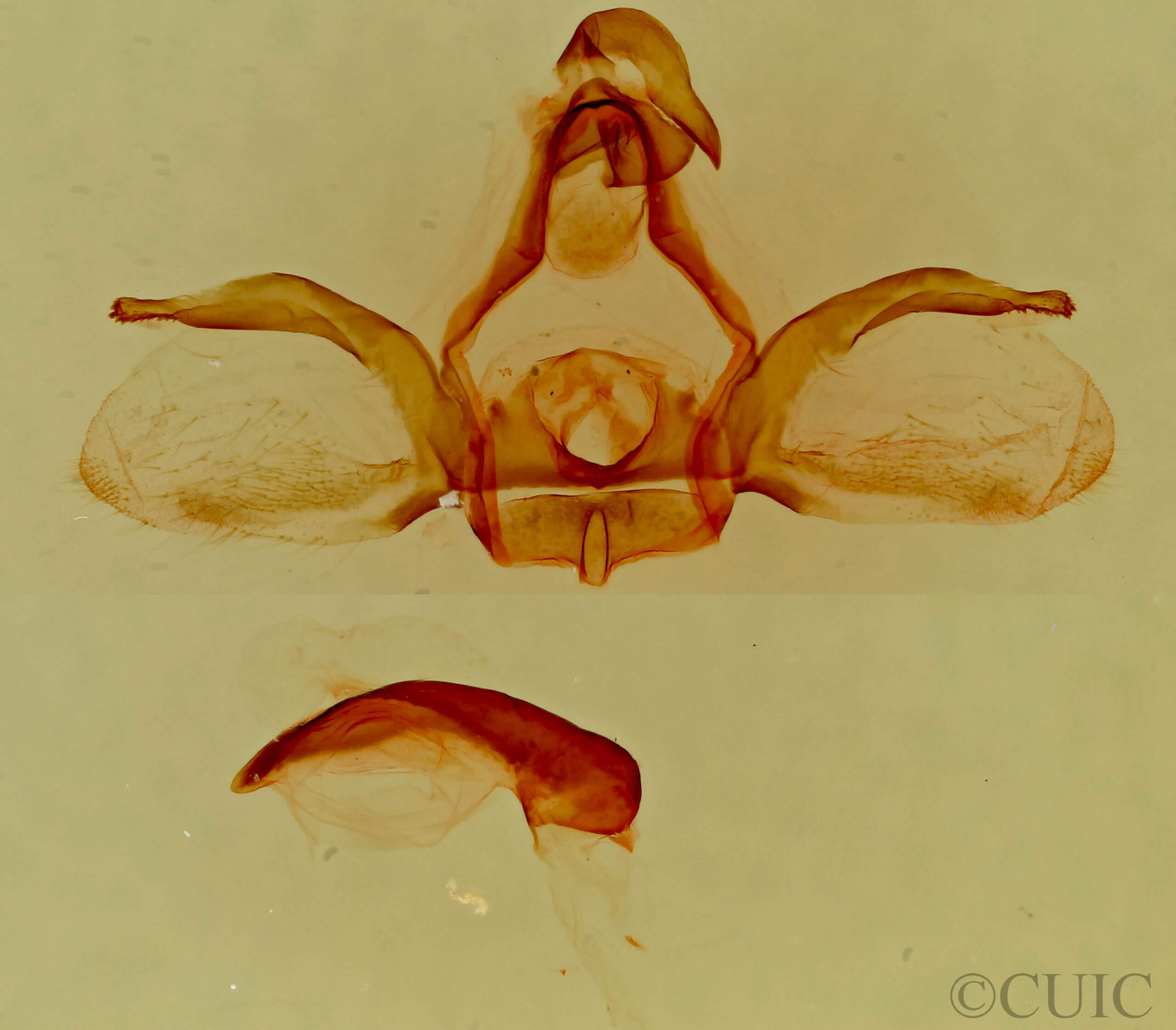 genitalia view of adult Furcula scolopendrina