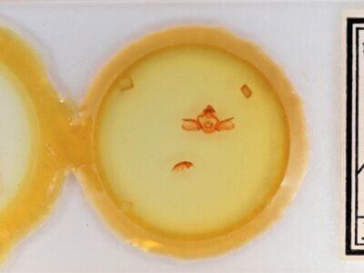 slide view of adult Furcula scolopendrina