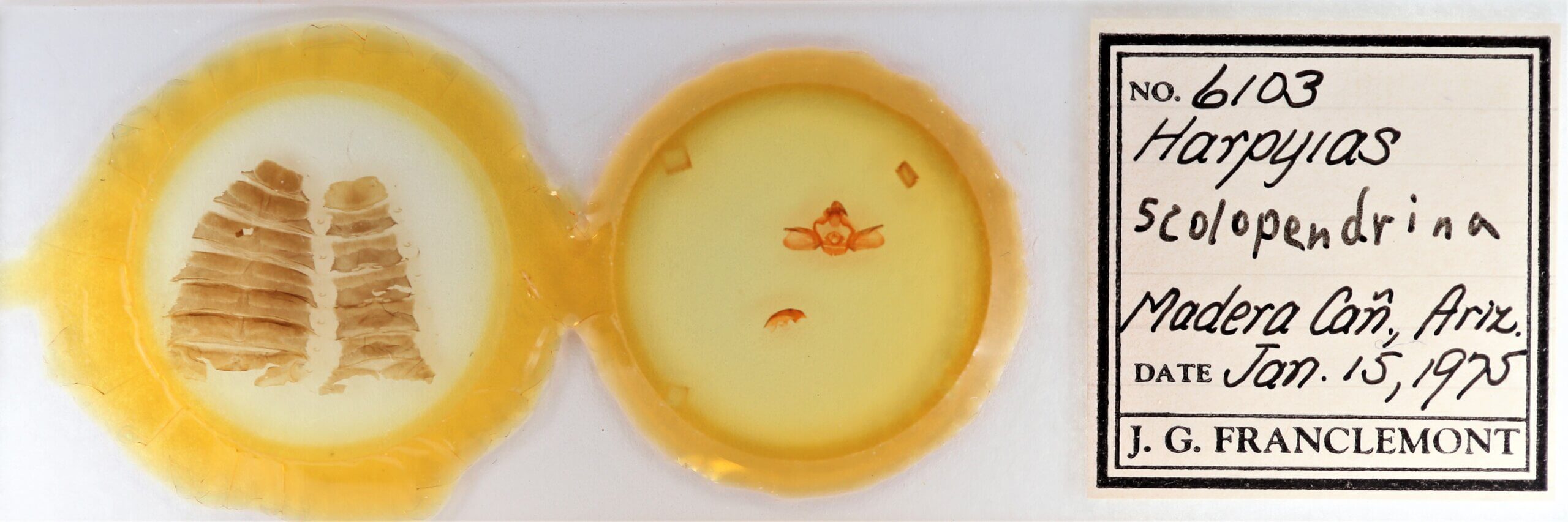 slide view of adult Furcula scolopendrina