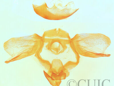 genitalia view of adult Furcula scolopendrina