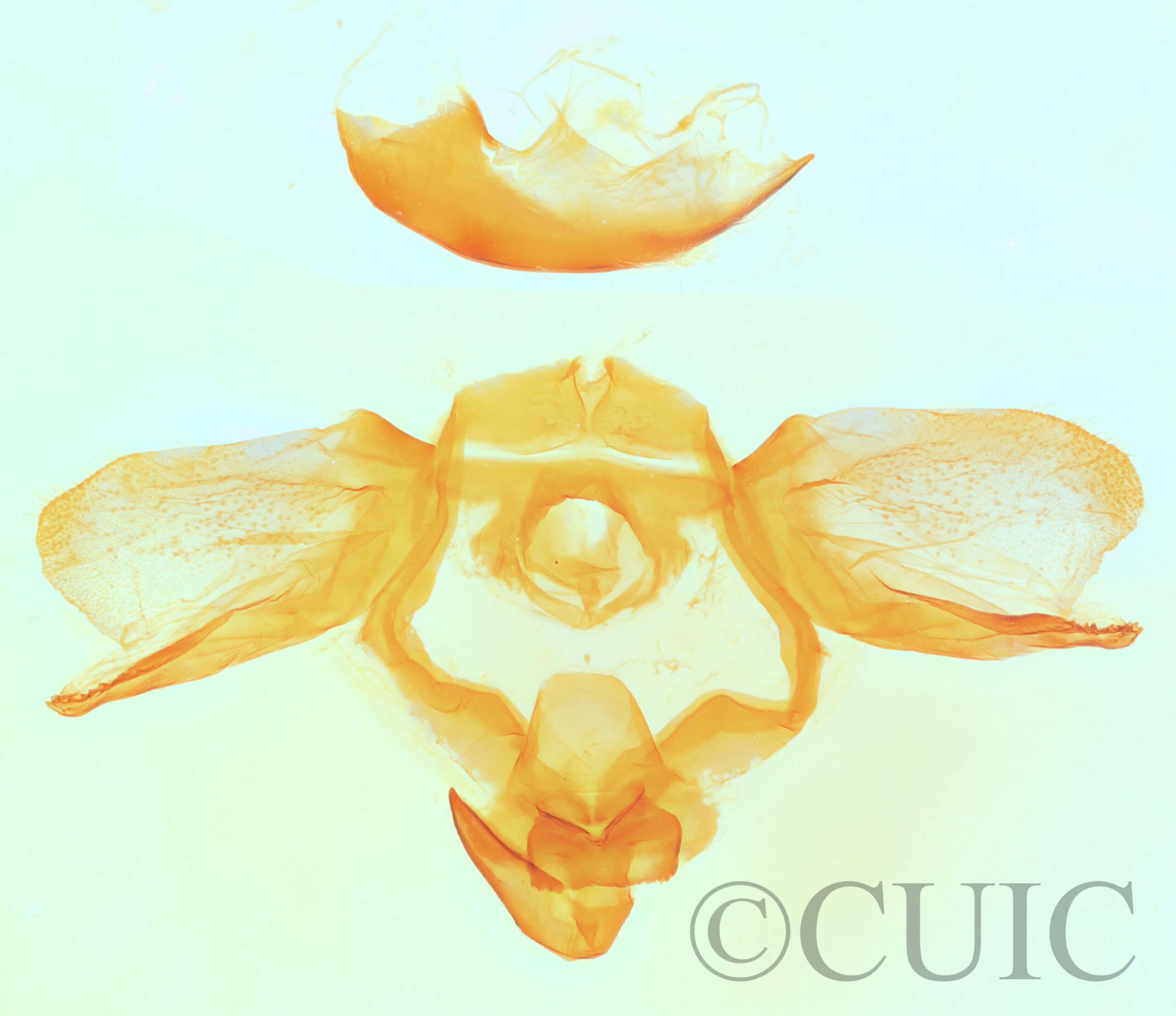 genitalia view of adult Furcula scolopendrina