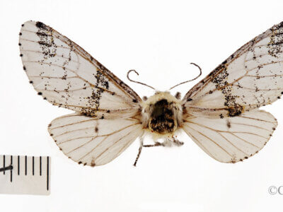 dorsal view of adult Furcula scolopendrina