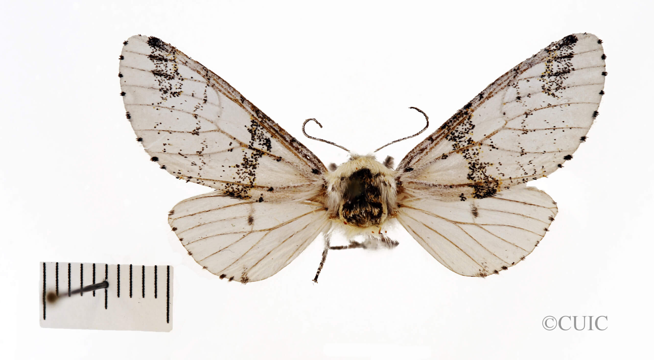 dorsal view of adult Furcula scolopendrina