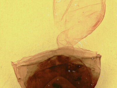 genitalia view of adult Furcula scolopendrina