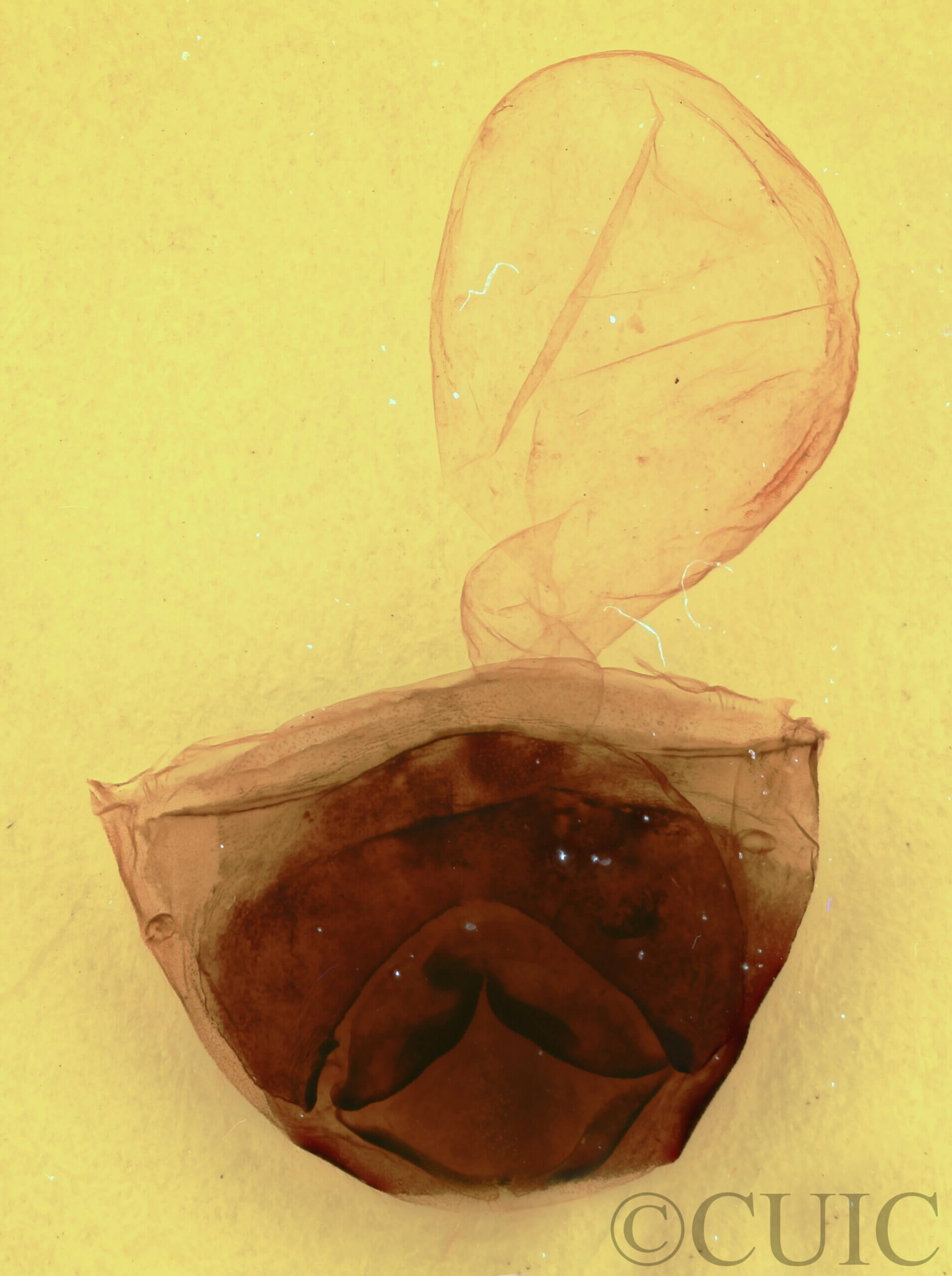 genitalia view of adult Furcula scolopendrina