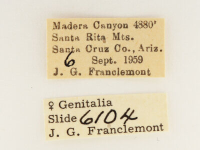 label view of adult Furcula scolopendrina