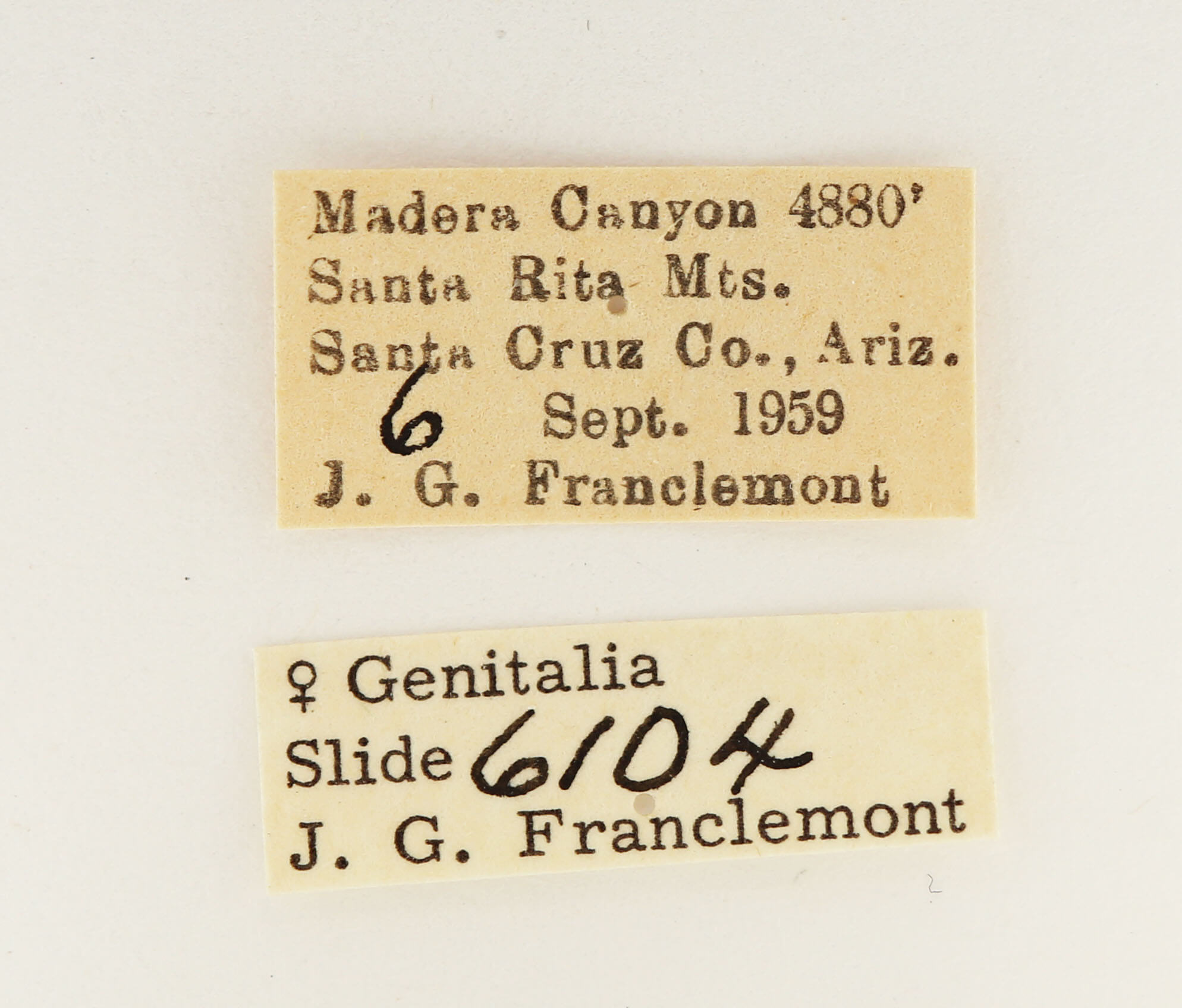 label view of adult Furcula scolopendrina