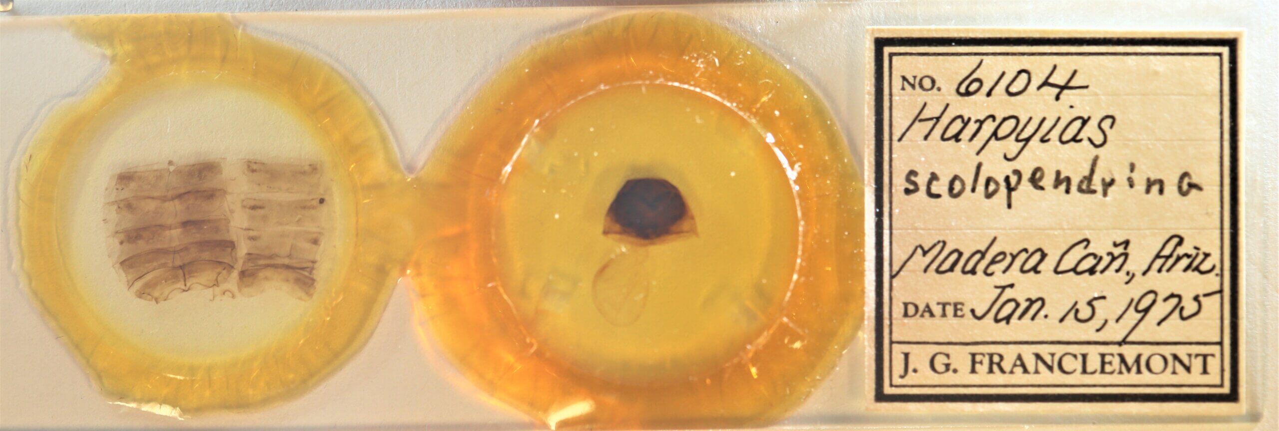 slide view of adult Furcula scolopendrina