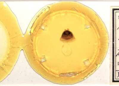 slide view of adult Furcula scolopendrina