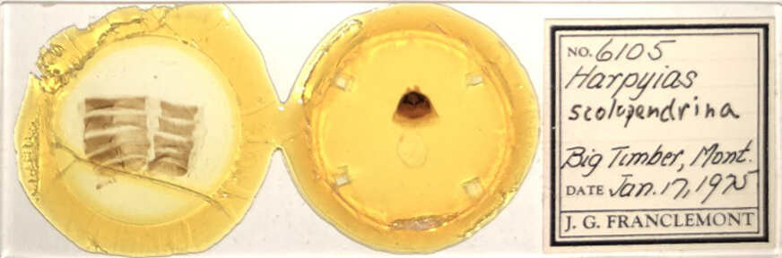 slide view of adult Furcula scolopendrina