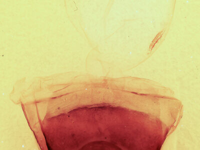 genitalia view of adult Furcula scolopendrina