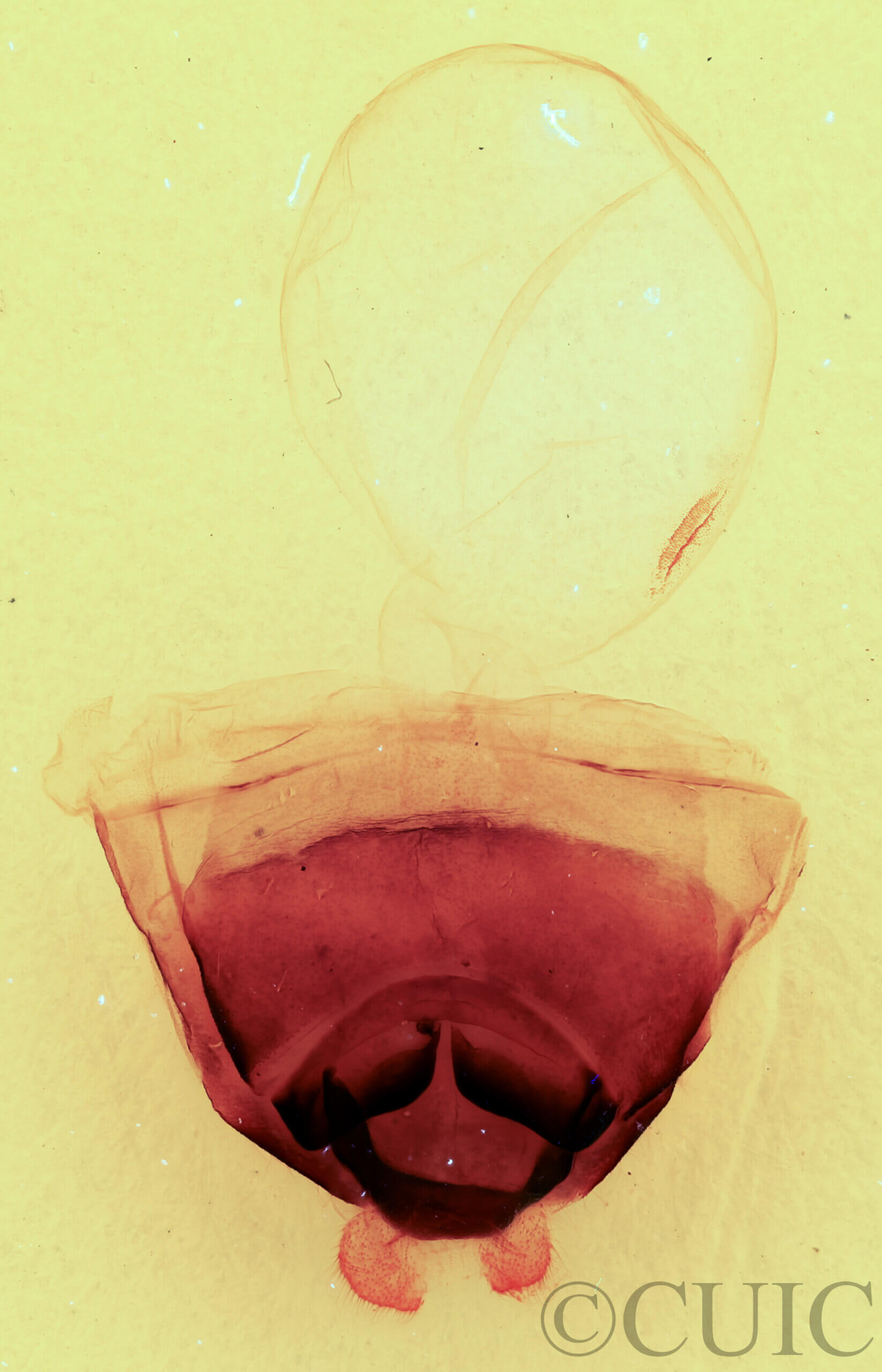 genitalia view of adult Furcula scolopendrina