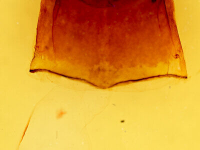 genitalia view of adult Furcula occidentalis gigans