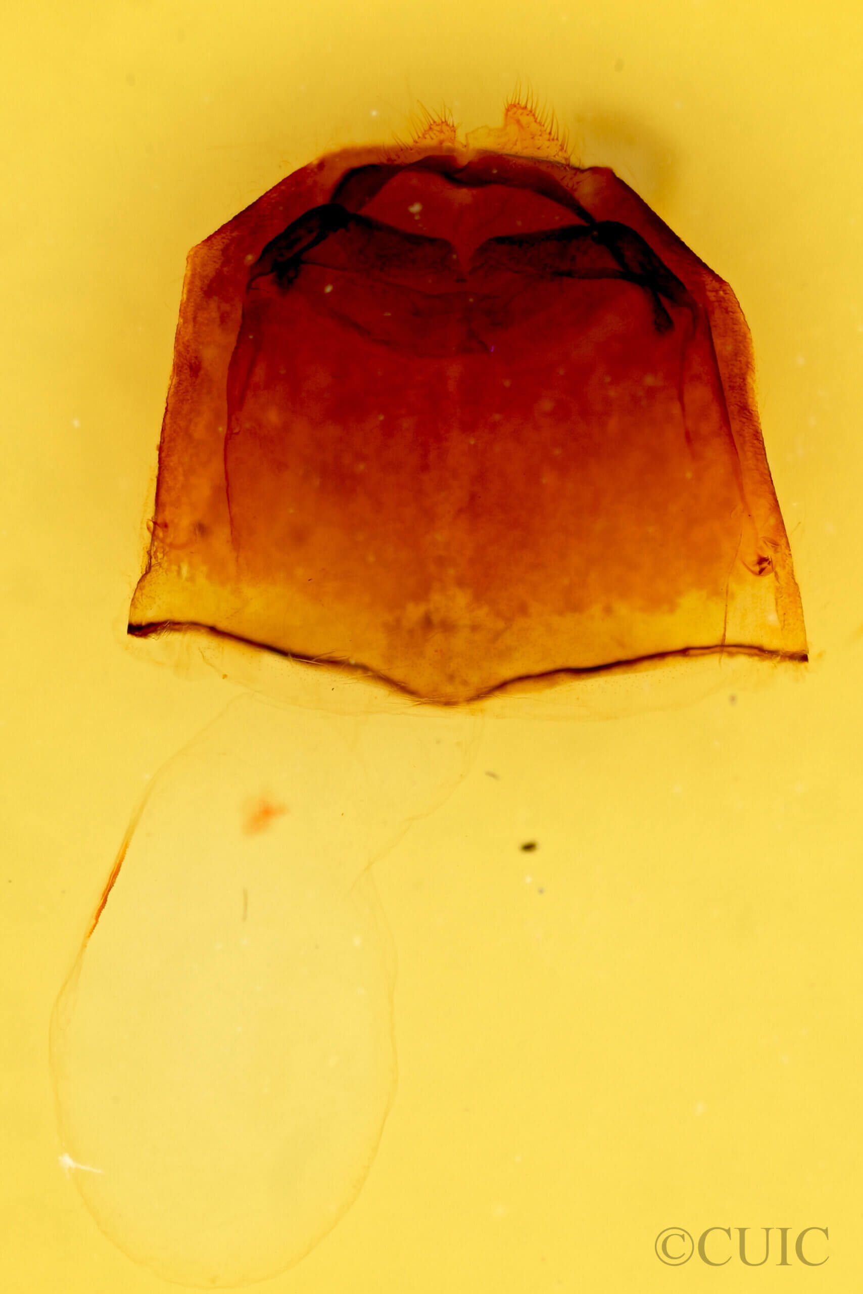 genitalia view of adult Furcula occidentalis gigans