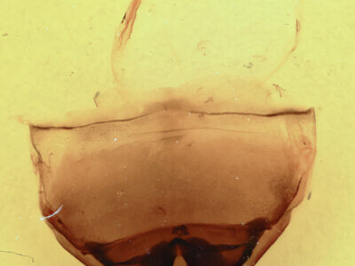 genitalia view of adult Furcula borealis