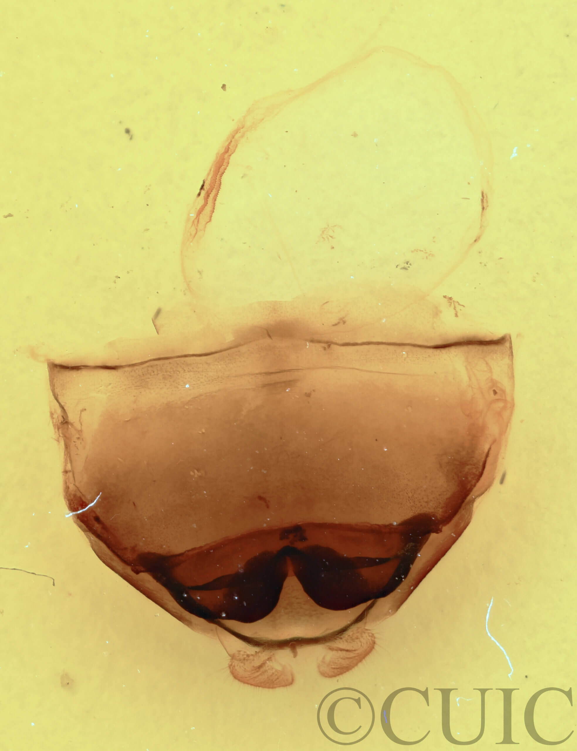 genitalia view of adult Furcula borealis