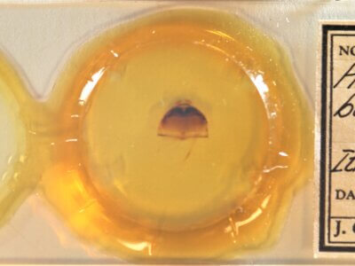 slide view of adult Furcula borealis