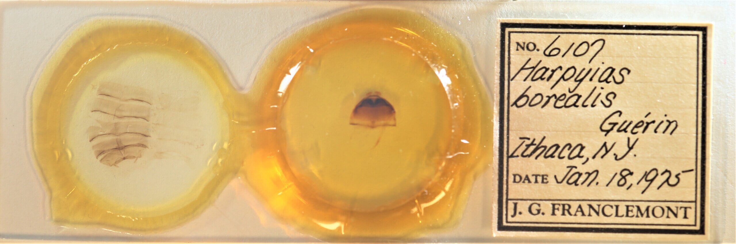 slide view of adult Furcula borealis