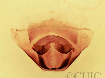 genitalia view of adult Furcula occidentalis