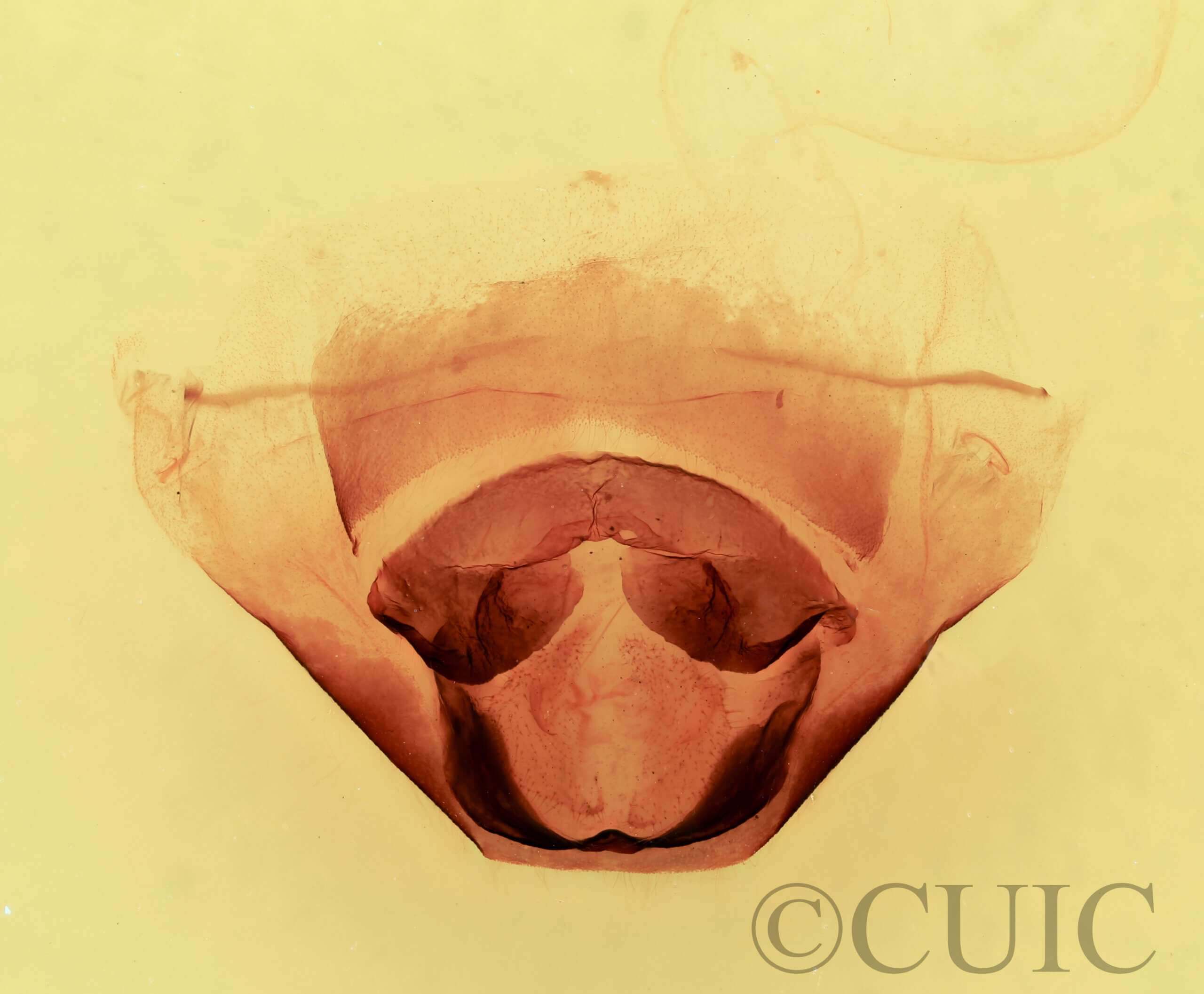 genitalia view of adult Furcula occidentalis