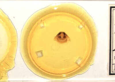 slide view of adult Furcula occidentalis