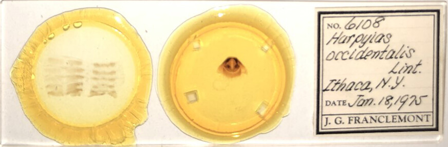 slide view of adult Furcula occidentalis