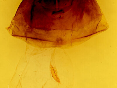 genitalia view of adult Furcula modesta