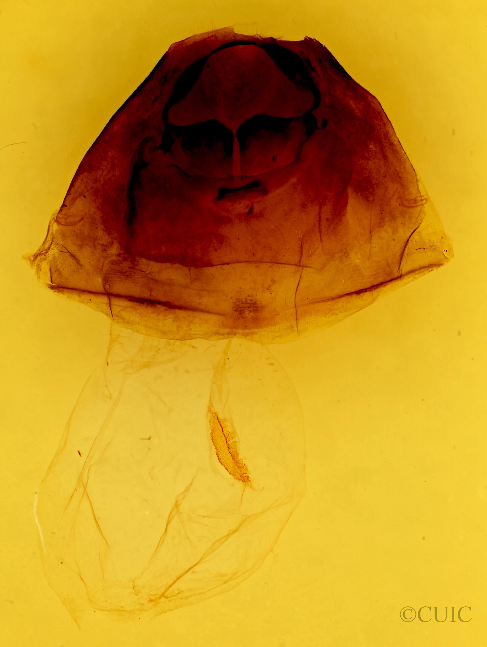 genitalia view of adult Furcula modesta