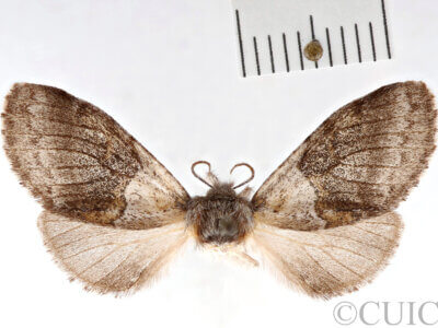 dorsal view of adult Gluphisia septentrionis