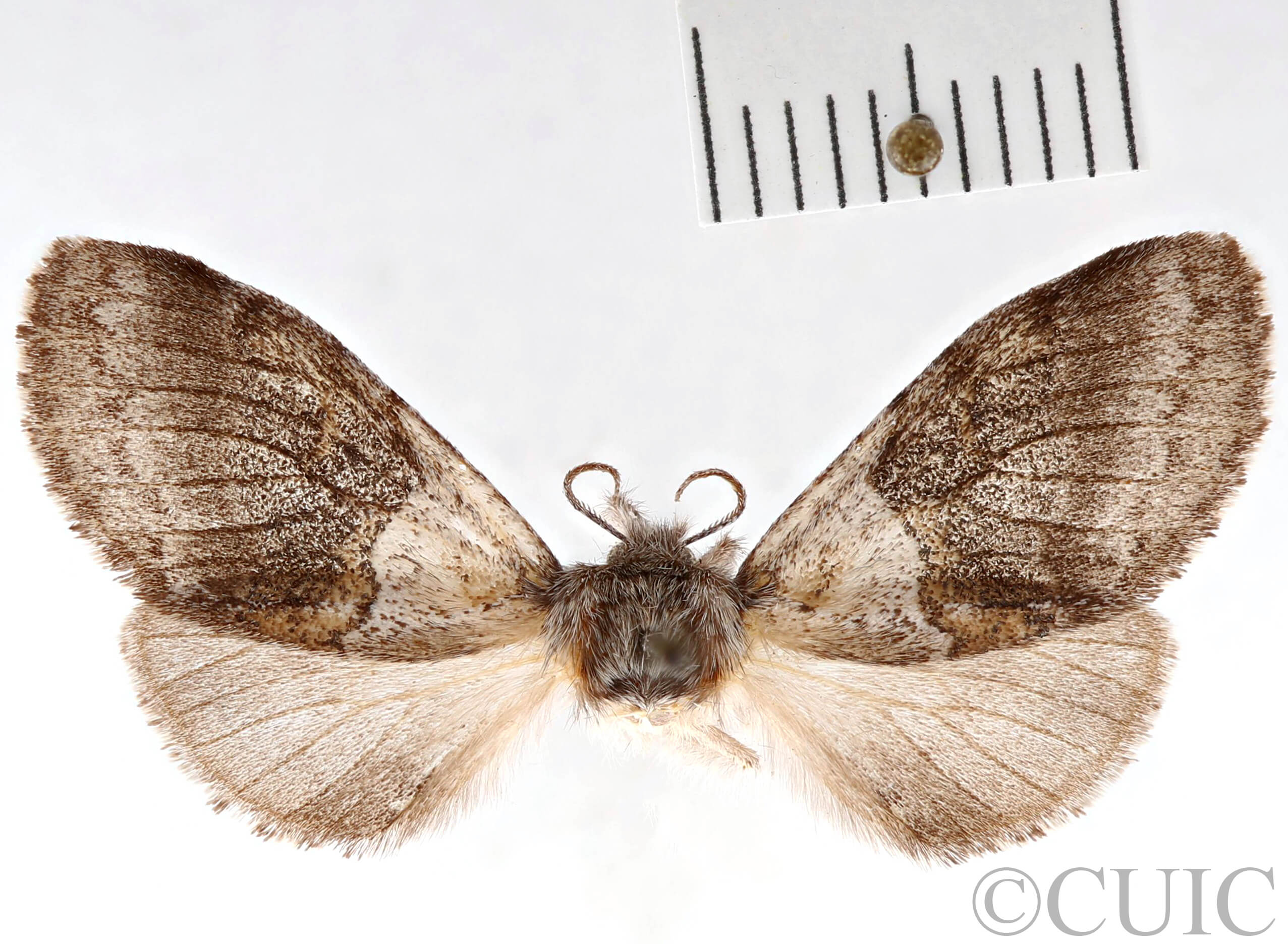 dorsal view of adult Gluphisia septentrionis