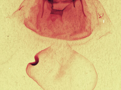 genitalia view of adult Gluphisia septentrionis