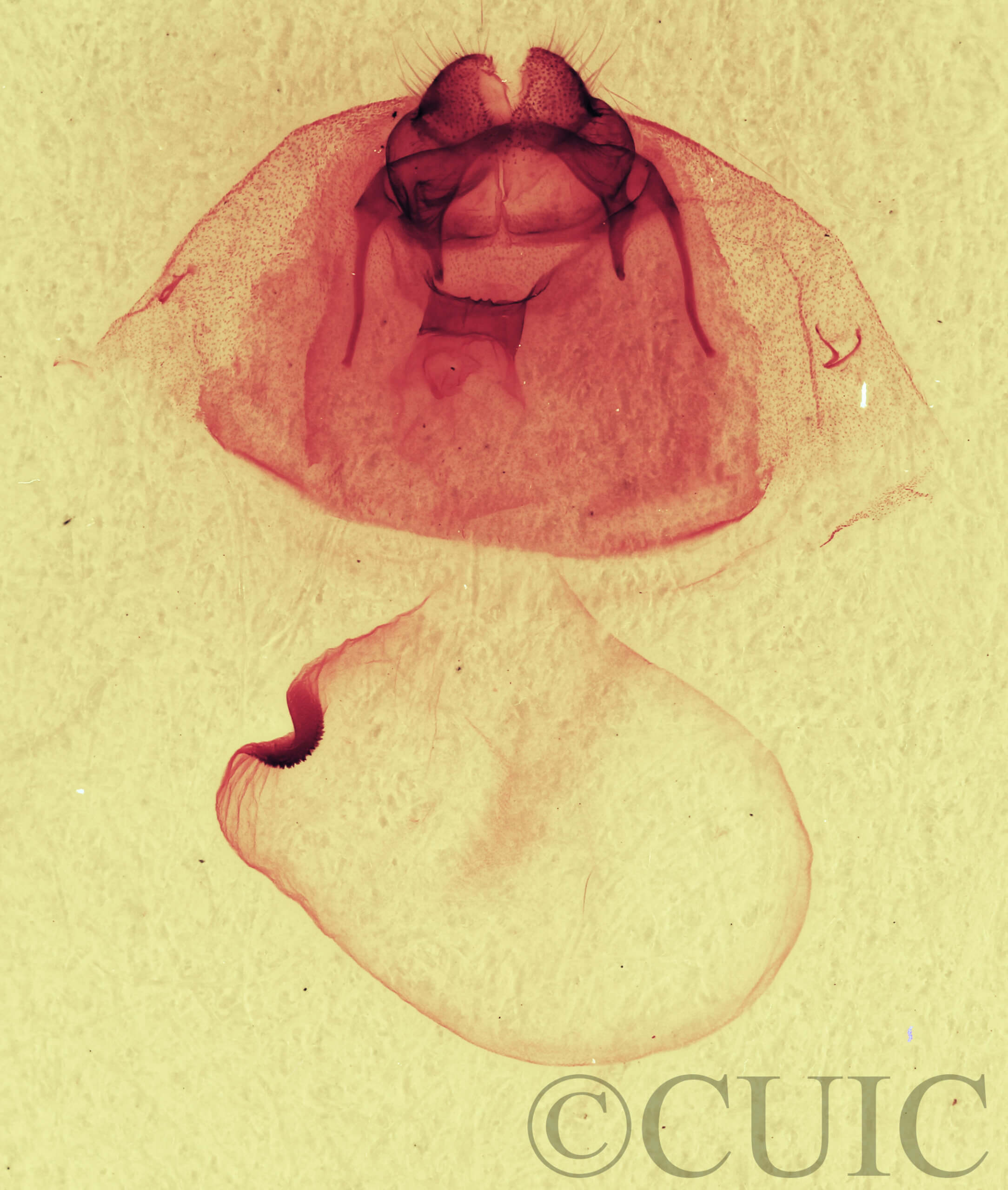 genitalia view of adult Gluphisia septentrionis