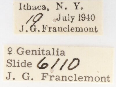 label view of adult Gluphisia septentrionis