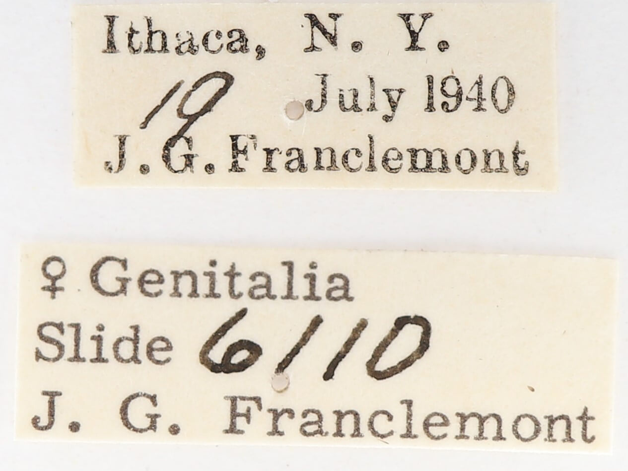 label view of adult Gluphisia septentrionis